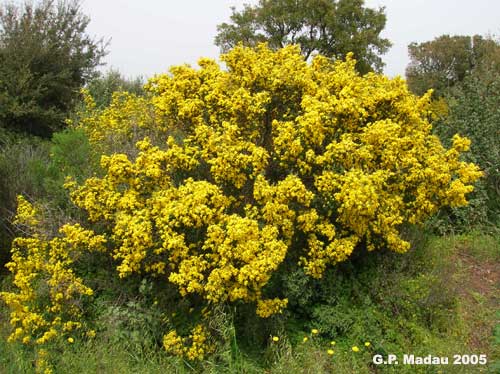 Ginestra spinosa - portamento