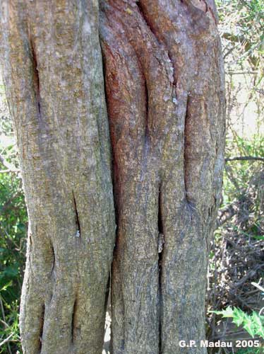 Ginestra spinosa - corteccia