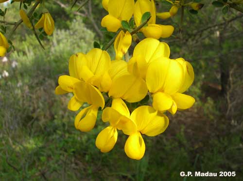 Ginestra spinosa - foglie