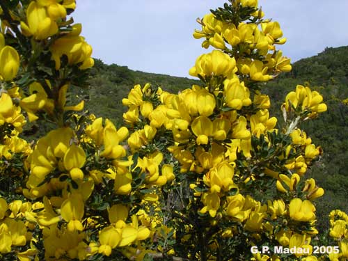 Ginestra spinosa - fiori