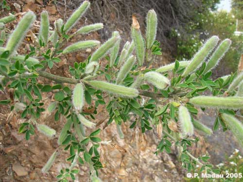 Ginestra spinosa - frutti