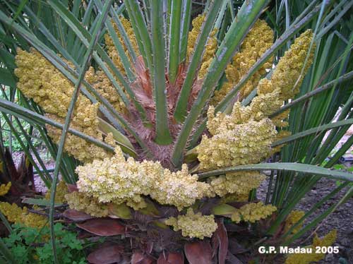 Palma nana - fiori