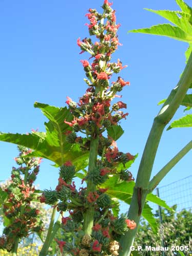 Ricino - fiori