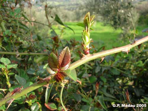 Rosa canina - corteccia