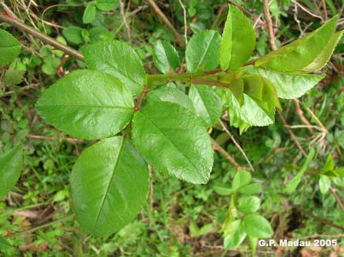 Rosa canina - foglie