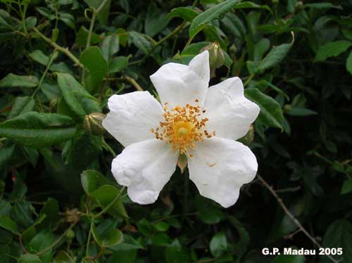 Rosa canina - fiori