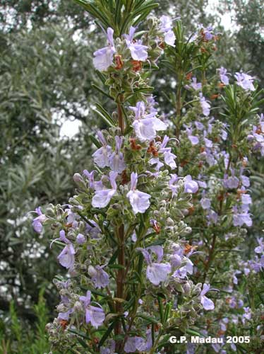 Rosmarino - fiori