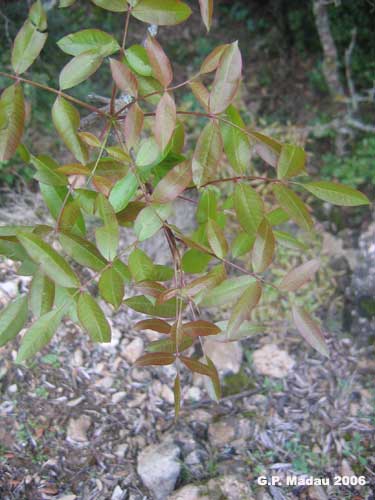 Terebinto - foglie