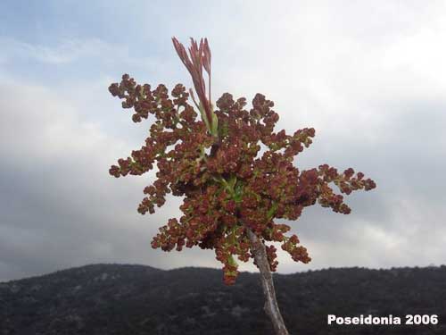 Terebinto - fiori