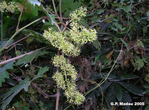 Vite selvatica - fiori