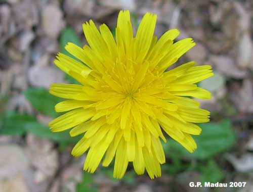 Aetheorhiza bulbosa