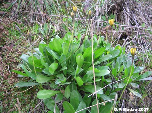 Aetheorhiza bulbosa