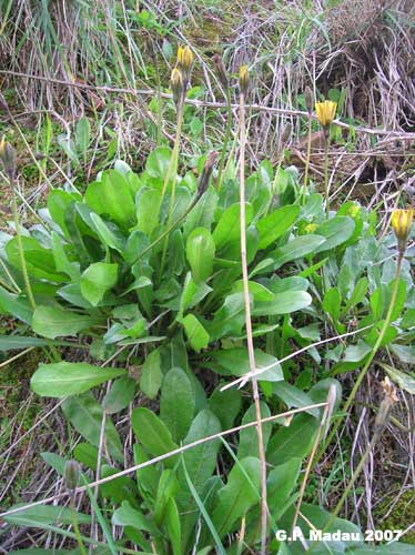 Aetheorhiza bulbosa