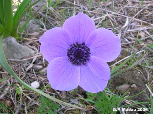 Anemone dei fiorai