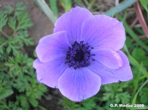 Anemone dei fiorai