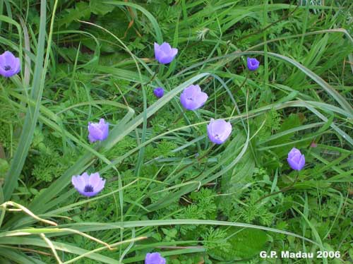 Anemone dei fiorai