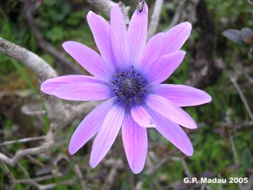 Anemone fior stella