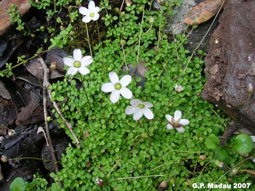 Arenaria balearica