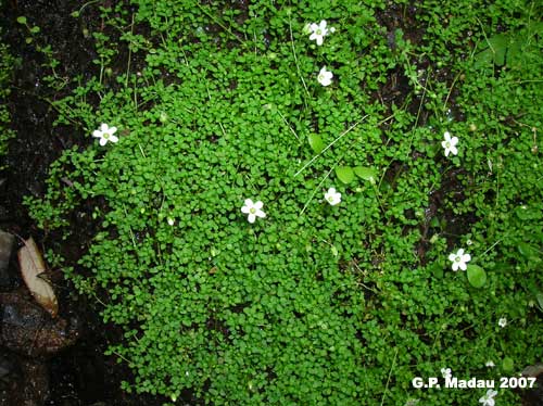 Arenaria balearica