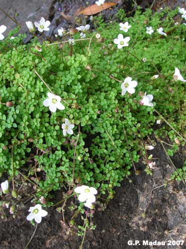 Arenaria balearica