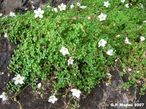 Arenaria balealrica