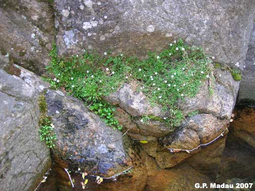 Arenaria balelarica