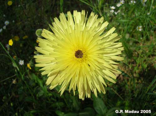 Boccione maggiore - fiori