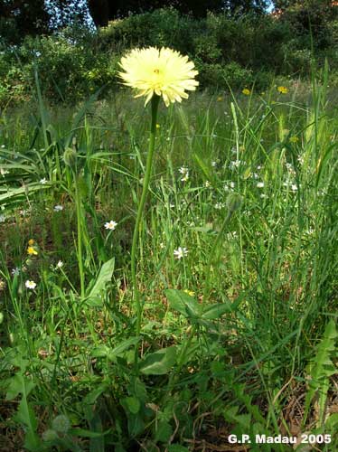 Boccione maggiore - fiori