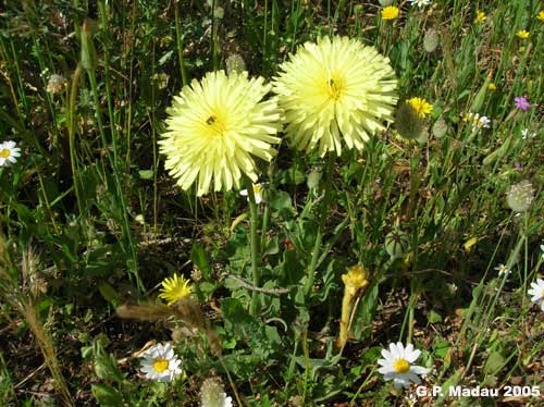 Boccione maggiore - fiori