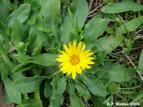 Calendula selvatica