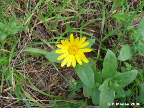 Calendula selvatica