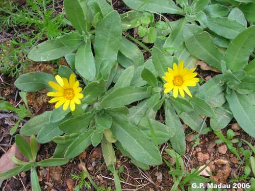 Calendula selvatica