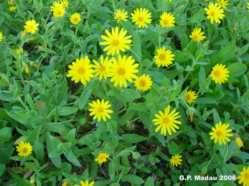 Calendula selvatica