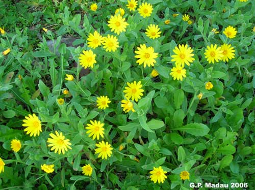 Calendula selvatica