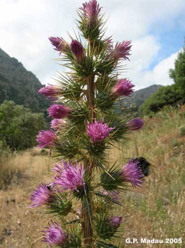 Cardo di casabona