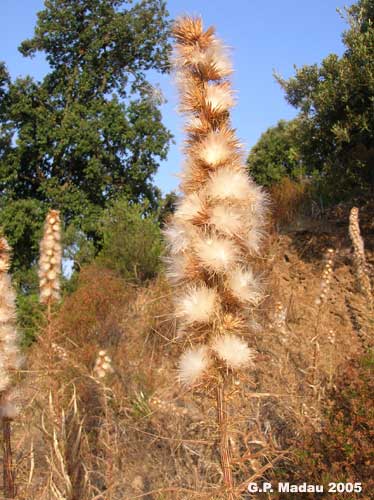 Cardo di casabona