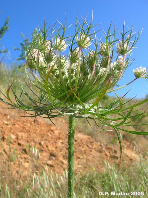 Carota selvatica