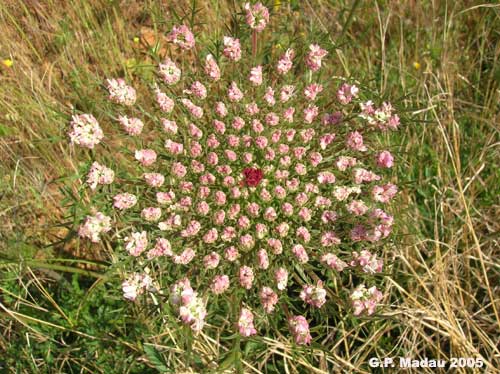 Carota selvatica