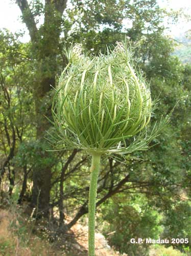 Carota selvatica