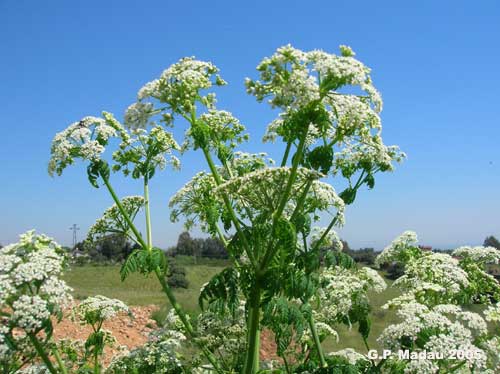 Cicuta