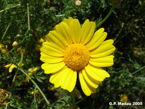 Crisantemo campestre