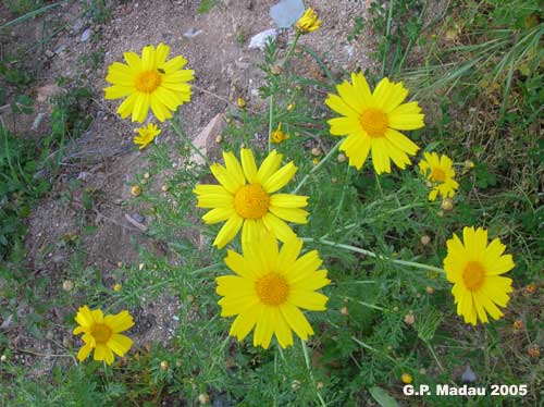 Crisantemo campestre