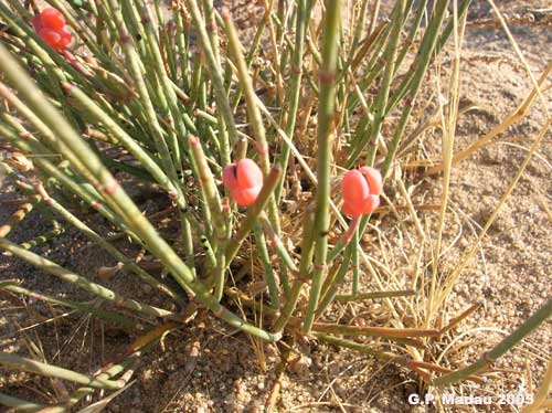 Efedra distachia