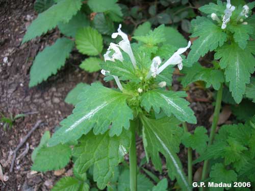 Falsa ortica bifida