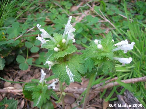 Falsa ortica bifida