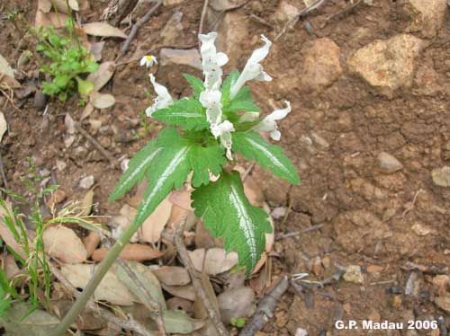 Falsa ortica bifida