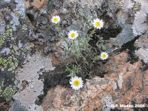 elicriso del Monte Linas