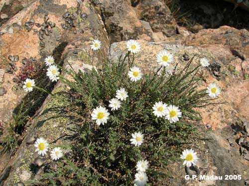 Elicriso del Monte Linas