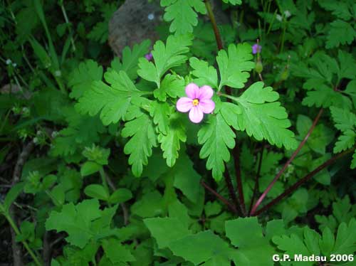 Erba roberta