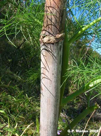 ferula